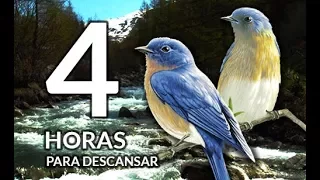 LINDO! DURMA RÁPIDO! 4 horas de água correndo e canto dos pássaros para dormir e descansar!!