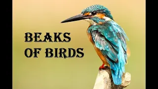 TYPES OF BEAKS IN BIRDS