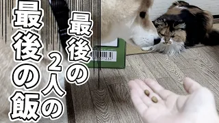 【犬猫アテレコ】パニックゾンビ、ディス山ディスティニー