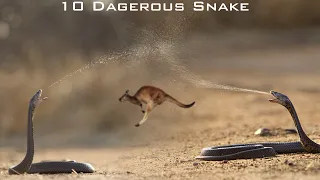 ये है 10 सबसे जहरीले सांप | इन्हें देखना मौत देखना है | These are the 10 Most Venomous Snakes.
