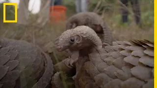 [REPORTAGE] Le pangolin, mammifère le plus braconné au monde