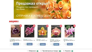 🌸 АКЦИЯ на орхидеи-подростки. Предзаказ орхидей на сезон 2024 года. Орхидеи почтой. Купить орхидею.