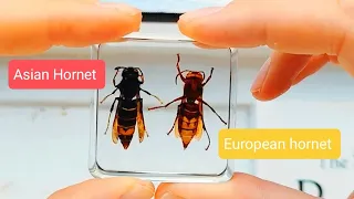 Asian hornet vs European Hornet (differences)