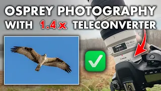 Testing out Canon 1.4x Extender iii for Birds in Flight Photography - WILDLIFE PHOTOGRAPHY VLOG