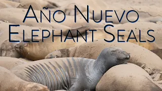 Elephant seals of Año Nuevo (May 2022)