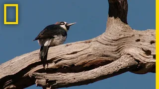 Woodpeckers Defend Their Food Supply | National Geographic