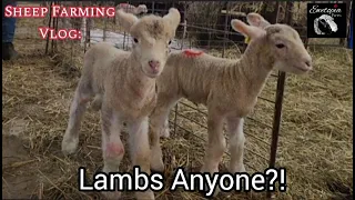 Lambs Anyone?