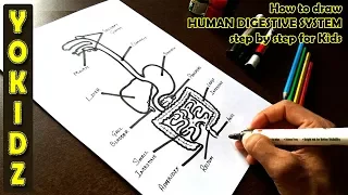 How to draw HUMAN DIGESTIVE SYSTEM step by step for kids