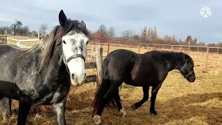 Рацион лошадей на зиму, отлучили жеребенка от кобылы, зимний выгул!