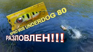 Открытие сезона по щуке! Разловил воблер от SPRO IRIS UNDERDOG JOINTED 80 "РОЗЫГРЫШ"