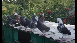 Яструб атакує голубів