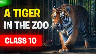 A Tiger In The Zoo Class 10 | A Tiger In The Zoo Class 10 Summary |A Tiger In The Zoo Animated Video