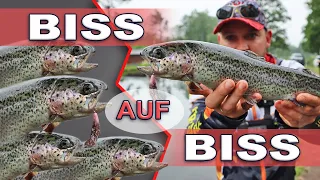 Dieser Köder bringt Fisch auf Fisch | Forellenangeln mit  ROB LURE Wobbler am Forellenteich