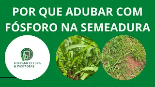 POR QUE ADUBAR COM FÓSFORO NA SEMEADURA DO PASTO?