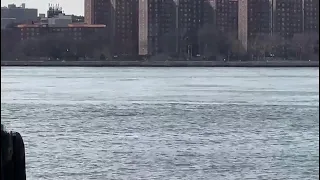 Dolphins appear in New York City's East River