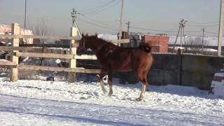 Донской "золотой" конь