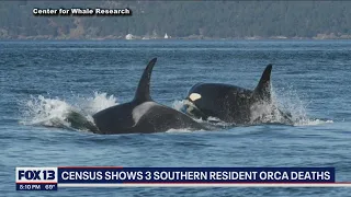 Census shows 3 recent orca deaths, endangered population now sits at 73 | FOX 13 Seattle