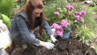 How To Turn a Hydrangea Blue