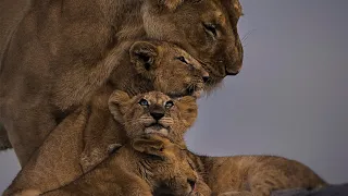 Mother lioness defends her cubs against an aggressive male