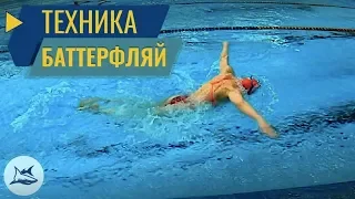 Баттерфляй. Разбор техники плавания. Сравнение с Олимпийской Чемпионкой