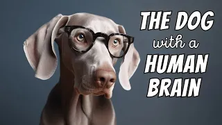 Weimaraner Facts: The Dog With a "Human Brain"