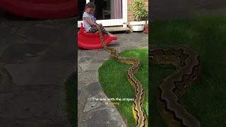Little Girl is BFFs with GIANT Python!