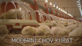 Moderní chov kuřat, krátká propagační verze