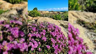 The awesome wildflowers of South Africa 🇿🇦 🌸🌸🌱