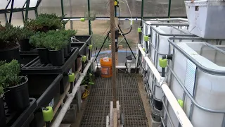 Winter Greenhouse Tour 2023 - 1000 Gallon Pond, IBC Totes, Aquaponics Greenhouse System