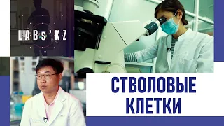 Что такое стволовые клетки и для чего они нужны. «Labs.kz»