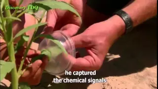 Nature Documentary The secret world of plant What Plants Talk About -  English Subtitles