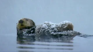 Otter Loses Cub in Freezing Waters | Spy In The Snow | BBC Earth