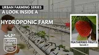 Growing Strawberries Using Hydroponics | Urban Farming Series | Episode III