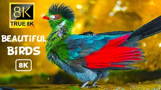 The Most Beautiful Birds in the World 8K Ultra HD Video 120 FPS | 8K TV