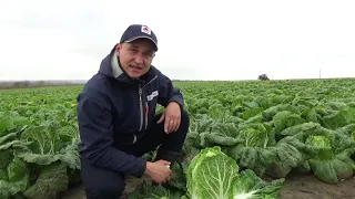 Пекинская капуста Эндуро  F1, выращивание с Био препаратами!