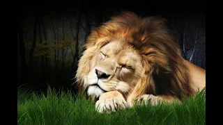 The Lion Sleeps Tonight with lyrics - The Tokens - Music & Lyrics