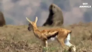 Incredible footage of Baboon behaviour during Impala kill   Impala Vs Baboon Fight