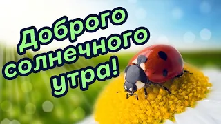 ☀️Доброго, солнечного утра!😊Прекрасного настроения!😊Музыкальное пожелание с добрым, солнечным утром🌺