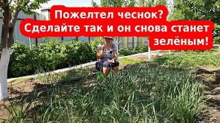 Почему чеснок желтеет и как с этим бороться