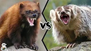 Wolverine vs American Badger -  Who will win this tough fight?