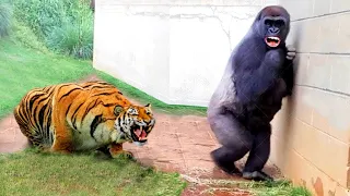 55 Times Animals Messed With The Wrong Opponent !