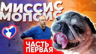 Миссис Мопсис / помощь животным