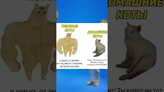 Уличные Коты vs Домашние коты #shorts #memes #мемы