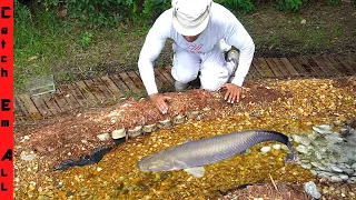 CATCHING INVASIVE FISH SWIMMING UP diy RIVER!