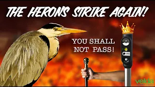 Enough is enough with these pesky Herons! | The Velda Laser Guard