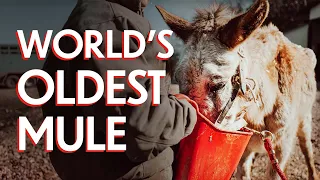 We Rescued the World's Oldest Mule from Slaughter | January Auction