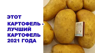 Ši bulvė yra produktyviausia 2021 m