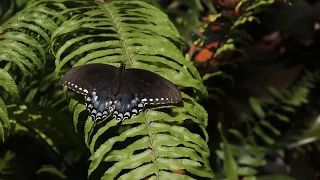 Butterfly Rainforest Moment: Spicebush Swallowtail