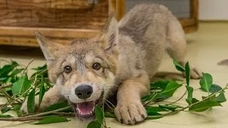 Cute Baby Wolf Puppy Playing at the San Diego Zoo