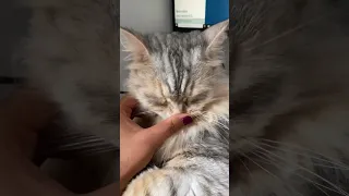 How to make a cat yawn 🥱 #shorts #cat #yawning #cutecatvideos #catsoftiktok #kucing